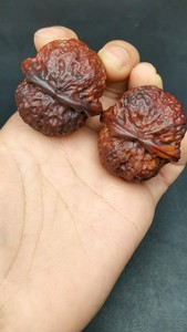 云南铁核桃  七彩玲珑绣球