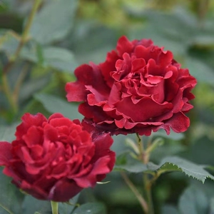 【月季芭芭拉】月季芭芭拉品牌,价格 - 阿里巴巴