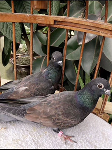 高飞鸽子四川眉山