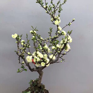 绿宝石海棠,原生,嫁接绿宝石海棠,单杆,丛生大小规格都有,喜