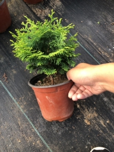 【孔雀柏盆景】孔雀柏盆景品牌,价格 - 阿里巴巴