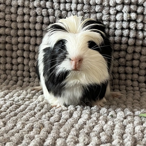 黑白长顺荷兰猪弟弟