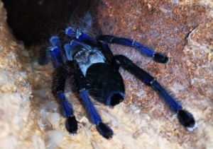 新加坡蓝 蜘蛛 4龄 168一个 包邮 带小方盒