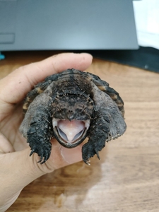 大头版宽嘴壳粗刺,八厘米左右佛鳄亚成,尾巴尖由于盒子小了没及