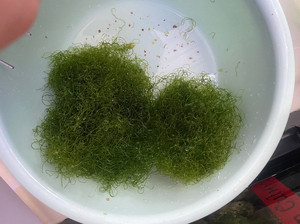 钢丝藻10元一杯,绿葡萄20元一杯,红葡萄藻20元一杯,羽毛