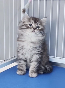 银虎斑西伯利亚森林猫挪威森林猫银色