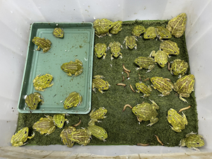 非牛苗子.几十块到一百多不等可以挑选.非洲牛蛙南美角蛙姥爷树