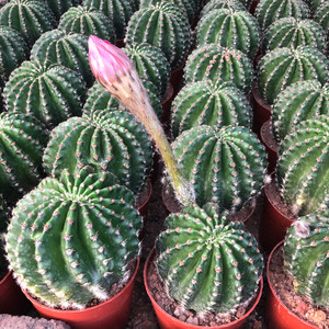 浓桃筋 彩草 仙人球 带花苞 超大花 稀有 美观8-10cm