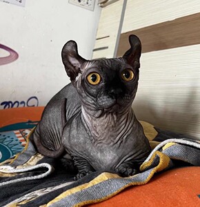 司芬克斯 无毛猫 黑皮 矮脚 精灵耳 弟弟 1岁