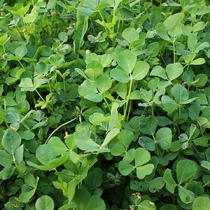 2022年新草兔子鲜草苜蓿草幼兔粮草紫花苜蓿草龙猫垂耳兔子草