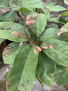 富贵子,凤眼果盆栽8年以上,每年结果,树头粗,差不多2米高