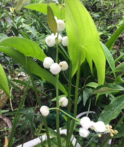 日本重瓣慈姑,花期老长了,可以从夏天一直开到秋天,秋天出种球