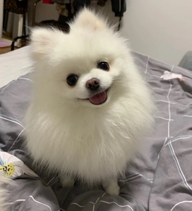 00tb322327952淘宝纯种博美犬幼犬茶杯犬长不大迷你袖珍俊介小型犬