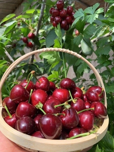 正宗大连美早大樱桃新鲜嘎嘎甜脆梅枣樱桃现摘现发顺丰包邮三斤装