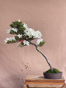 日本文人杜鹃盆景