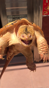 变异鳄龟黄化鳄白化鳄龟杂佛大鳄龟,背甲21公分,母,背甲错甲