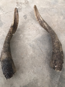 【山羊角野生】山羊角野生品牌,价格 - 阿里巴巴