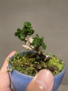 日本龙神爬山虎