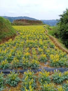 自己种植岩黄连便宜卖了