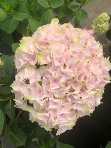 魔幻海洋大花绣球锯齿边魔幻系列直立好 营养钵发货