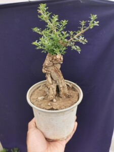 迎春花盆景!九寨甲皮米叶老桩