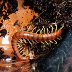 00tb40814554淘宝南美蜈蚣标本统览  加拉帕戈斯巨人秘鲁白脚巨人