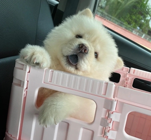 000人付款淘宝两只原版红棕色松狮小母犬,两只极品变异肉桂色小公犬.