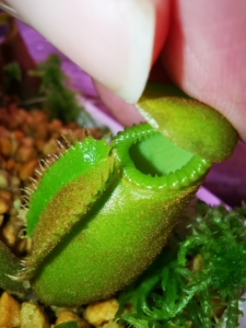 aw大叶猪笼草 记录下啥时候死