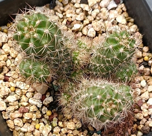 自生根朱丽仙人球,易群生,开玫红色花,盆里面是三颗,只出两颗