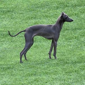 格力犬,细狗子,纯种灵缇,能抓兔子,基本成年了.