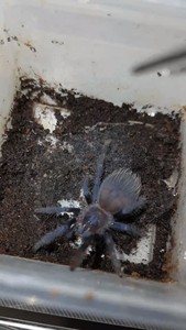 巴西大蓝蛛 4-5cm母128公70 对 188