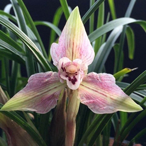 绚懿糖小姐专卖店天猫新款 沁鲜园春兰余江蝉名品老种名贵兰花苗