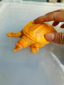 红眼金身黄金鳖黄金龟苗水鱼王八变异山瑞红眼睛深水黄金甲鱼