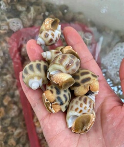 花螺【冷链包邮】方斑东风螺新鲜花螺活冻发小海螺香螺干净贝类海