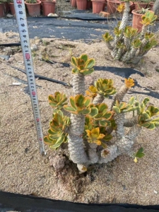 扇贝麒麟锦 贝信麒麟锦单头大戟科 多头群生巴西龙骨嫁接多肉植