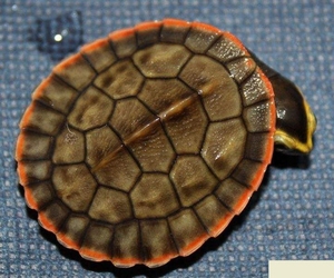 深水混养圆澳龟,圆奥红纹曲颈吃垃圾鱼粪便活物清洁乌龟清道夫