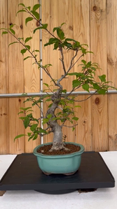 日本原盆原土进口梅凝(落霜红),拍于4月17号,己开花,45