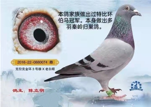 名家血统种鸽:克拉克.詹森