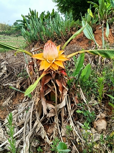 常年供应地涌金莲裸根小苗以及成品开花株植,量大从优!