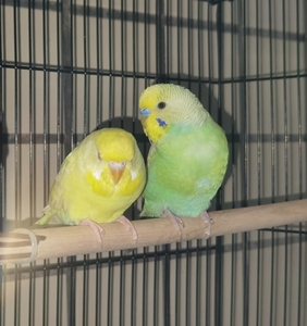 虎皮鹦鹉黄红眼