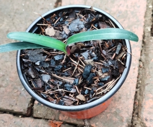 君子兰,奇异毛,高价南非购买纯奇异粉,点血毛出的奇异毛,纯奇