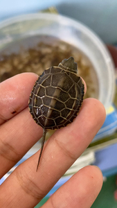 精品苏北金线草龟苗,天使眼,同城的来