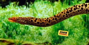 求购黄金豹纹鳗也叫黄金虎纹鳗,黄金虎鳗