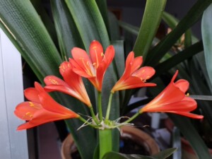 青岛老品种君子兰,有人叫青岛大刀,这几年只顾追求异花了,没太