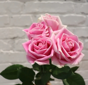 20支ab级玛利亚玫瑰花鲜花云南昆明基地直发顺丰冷链