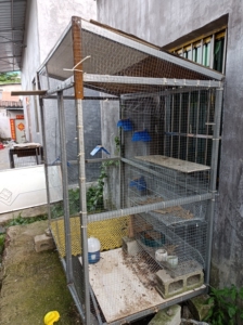 清棚处理小形鸽舍宽1米x长1.7高1.8米 可以养10只左右