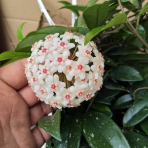 绿叶白花球兰大苗,花藤很长,带花梗 回去很快能爆花 55