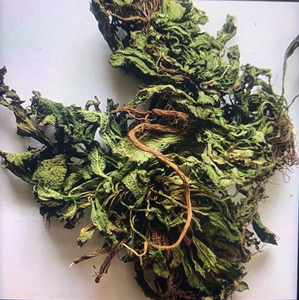 蛤蟆草皱皮草野生荔枝草干品低价处理又叫荔枝草,雪见草.癞蛤蟆