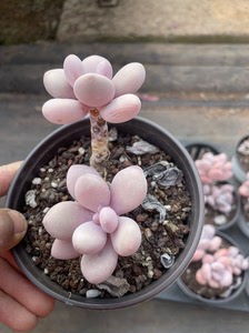 【粉球美人多肉】粉球美人多肉品牌,价格 - 阿里巴巴