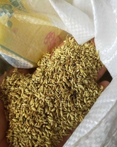 金槐茶槐花熟槐花广西金槐可以含量高500克包邮袋子装